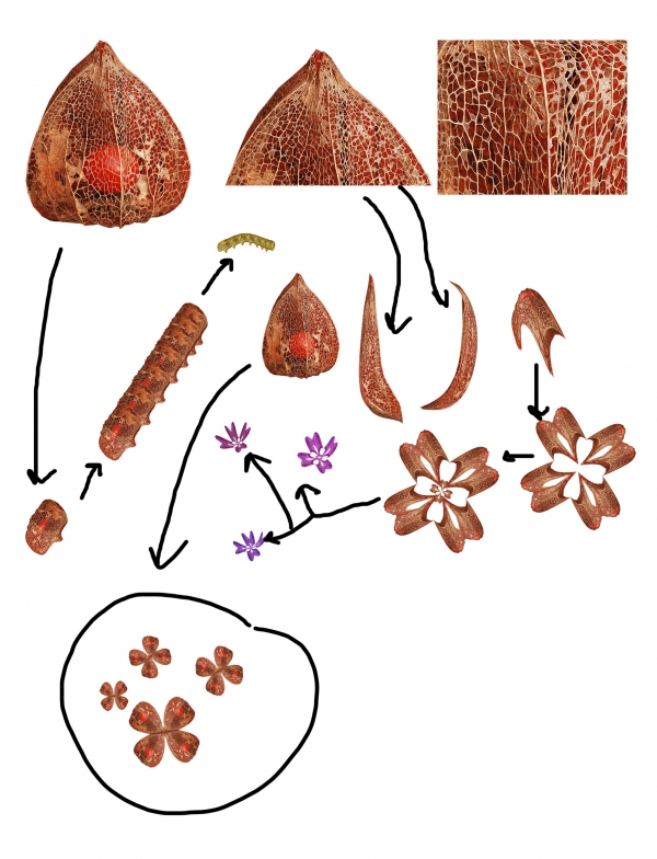 Creation of Still Life: Step 4